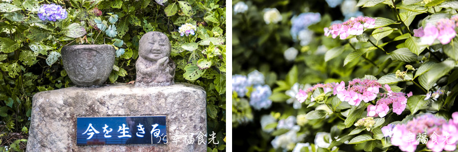 波立寺紫陽花