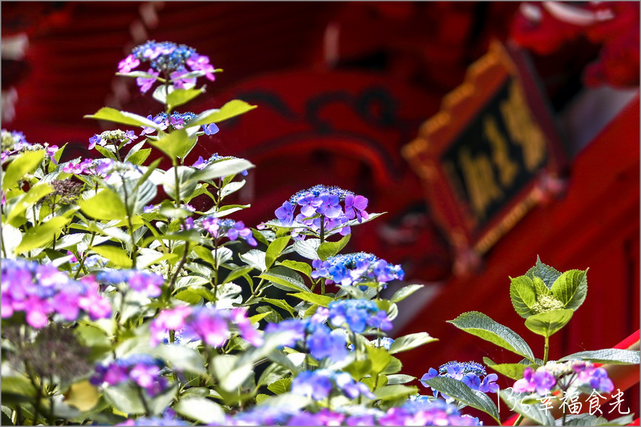波立寺紫陽花