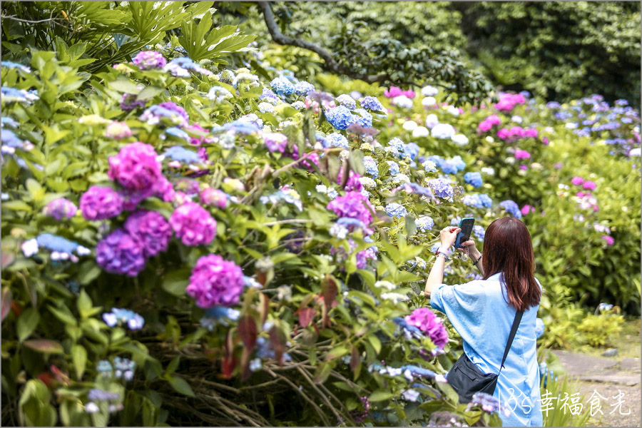 【福島海濱景點】再收集一座海上鳥居~佇立在海中的弁天島|夏季限定波立寺紫陽花|漫遊波立海岸打卡趣|福島自駕|福島自由行 - 第35張圖 波立寺紫陽花