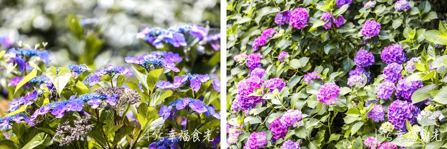 波立寺紫陽花