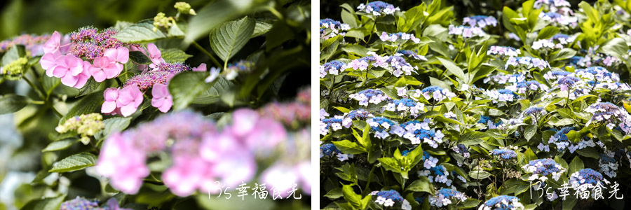 波立寺紫陽花