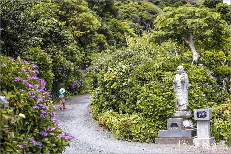 波立寺紫陽花