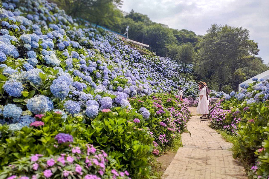 【高家繡球花】繡球花山谷盛開中!新北萬里「高家繡球花第三園區」賞花趣|高家繡球花門票|萬里繡球花景點|台北賞花一日遊|台北繡球花景點推薦 - 第1張圖