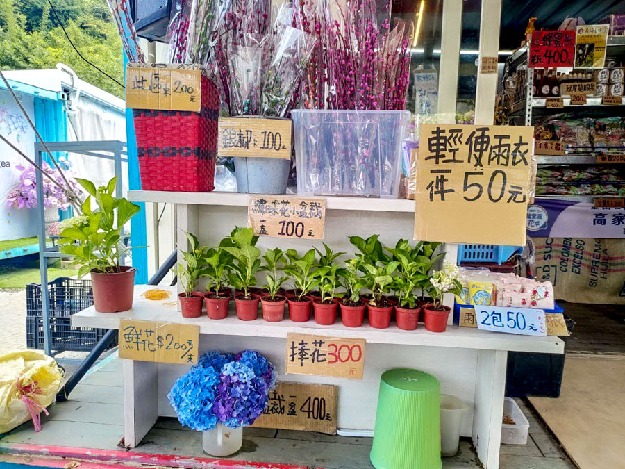 【高家繡球花】繡球花山谷盛開中!新北萬里「高家繡球花第三園區」賞花趣|高家繡球花門票|萬里繡球花景點|台北賞花一日遊|台北繡球花景點推薦 - 第4張圖