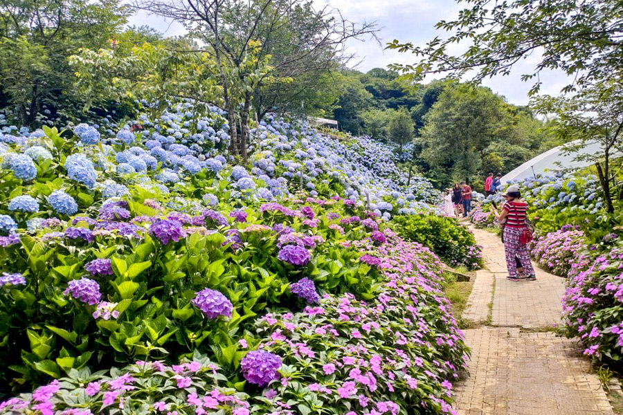 【高家繡球花】繡球花山谷盛開中!新北萬里「高家繡球花第三園區」賞花趣|高家繡球花門票|萬里繡球花景點|台北賞花一日遊|台北繡球花景點推薦 - 第9張圖