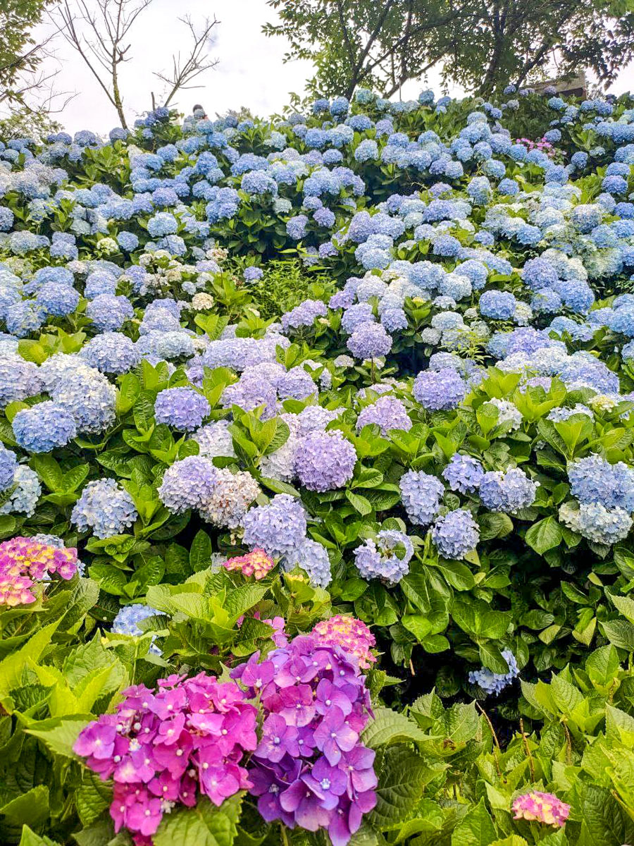 【高家繡球花】繡球花山谷盛開中!新北萬里「高家繡球花第三園區」賞花趣|高家繡球花門票|萬里繡球花景點|台北賞花一日遊|台北繡球花景點推薦 - 第10張圖