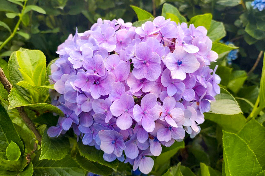 【高家繡球花】繡球花山谷盛開中!新北萬里「高家繡球花第三園區」賞花趣|高家繡球花門票|萬里繡球花景點|台北賞花一日遊|台北繡球花景點推薦 - 第11張圖