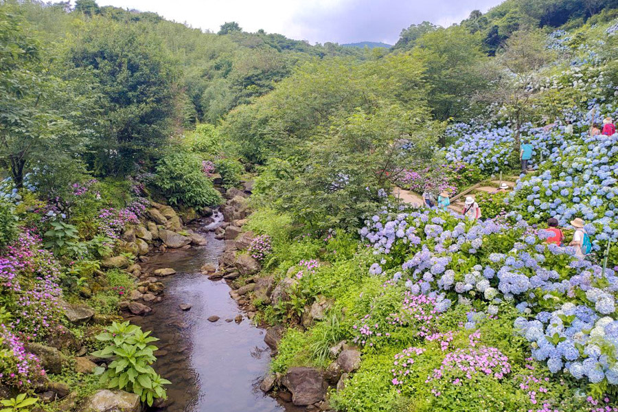 【高家繡球花】繡球花山谷盛開中!新北萬里「高家繡球花第三園區」賞花趣|高家繡球花門票|萬里繡球花景點|台北賞花一日遊|台北繡球花景點推薦 - 第13張圖
