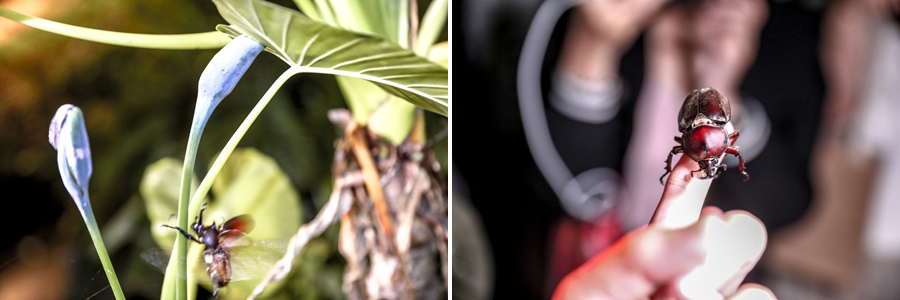 【埔里民宿推薦】南投埔里森林住宿「水泥角生態民宿」動植物生態友善環境|森林餐會浪漫晚餐|夜間生態導覽|生態瓶手作|埔里親子民宿包棟|日月潭民宿|南投埔里住宿|埔里兩天一夜 - 第22張圖 水泥角生態民宿