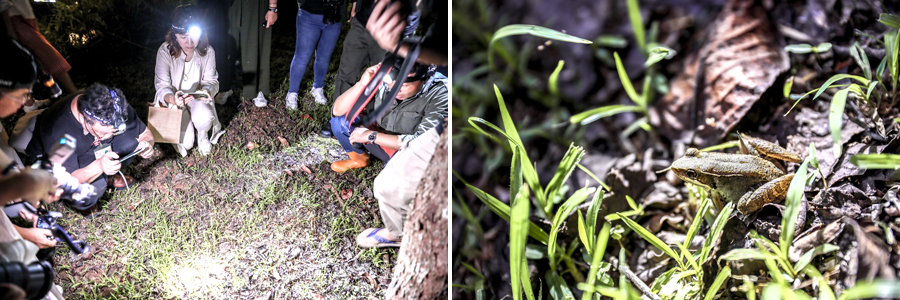 【埔里民宿推薦】南投埔里森林住宿「水泥角生態民宿」動植物生態友善環境|森林餐會浪漫晚餐|夜間生態導覽|生態瓶手作|埔里親子民宿包棟|日月潭民宿|南投埔里住宿|埔里兩天一夜 - 第23張圖 水泥角生態民宿