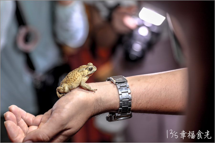 【埔里民宿推薦】南投埔里森林住宿「水泥角生態民宿」動植物生態友善環境|森林餐會浪漫晚餐|夜間生態導覽|生態瓶手作|埔里親子民宿包棟|日月潭民宿|南投埔里住宿|埔里兩天一夜 - 第24張圖 水泥角生態民宿