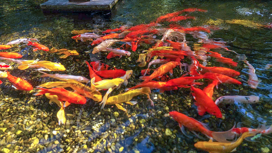 【嘉義雲林一日遊】網美主題旅遊這樣玩!嘉義雲林景點美食懶人包~蓋婭莊園|丸聚星球|楓丹白露|澄霖沉香味道森林館|嘟嘟豪鹽酥雞|大林景點|嘉義旅遊景點|雲林景點 - 第12張圖