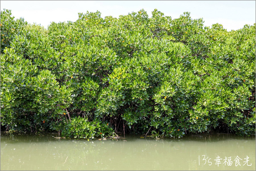 【台南四草一日遊】到四草溼地來旅行~搭乘台江生態遊船漫遊四草溼地|趣味漁夫體驗在媽祖宮九塊庴生態園區抓虱目魚|椰庭景觀餐廳|四草景點|台南旅遊景點 - 第13張圖