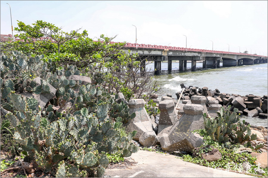 【台南四草一日遊】到四草溼地來旅行~搭乘台江生態遊船漫遊四草溼地|趣味漁夫體驗在媽祖宮九塊庴生態園區抓虱目魚|椰庭景觀餐廳|四草景點|台南旅遊景點 - 第30張圖