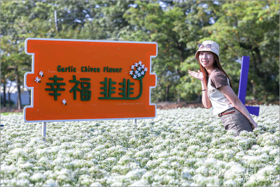 彰化韭菜花海