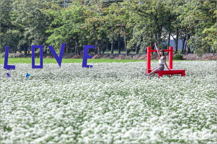 彰化韭菜花海