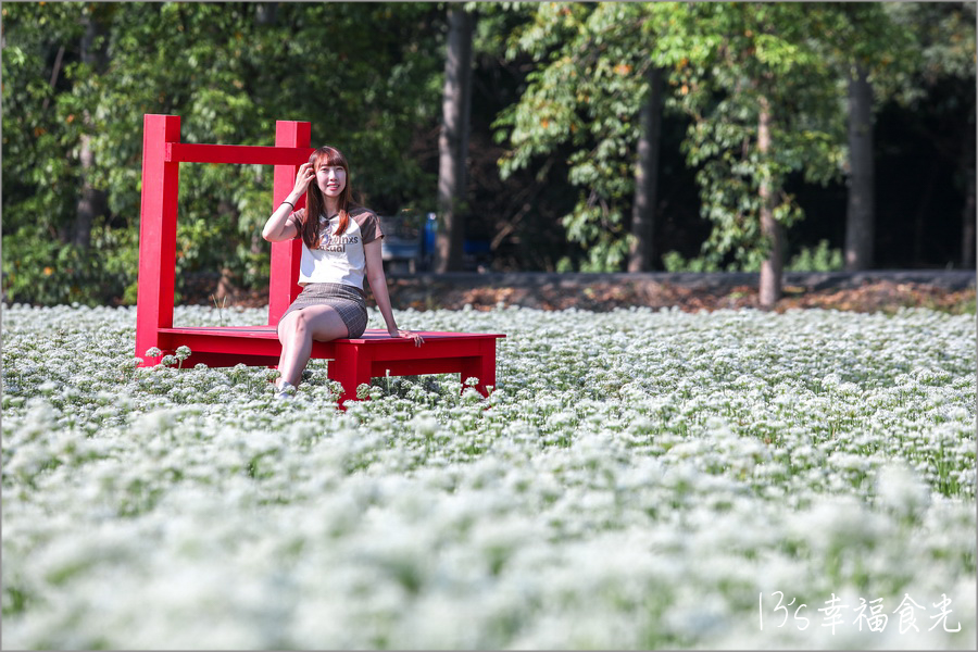 彰化韭菜花海