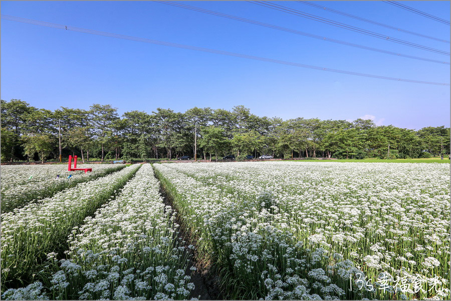彰化韭菜花海