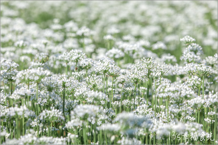 彰化韭菜花海