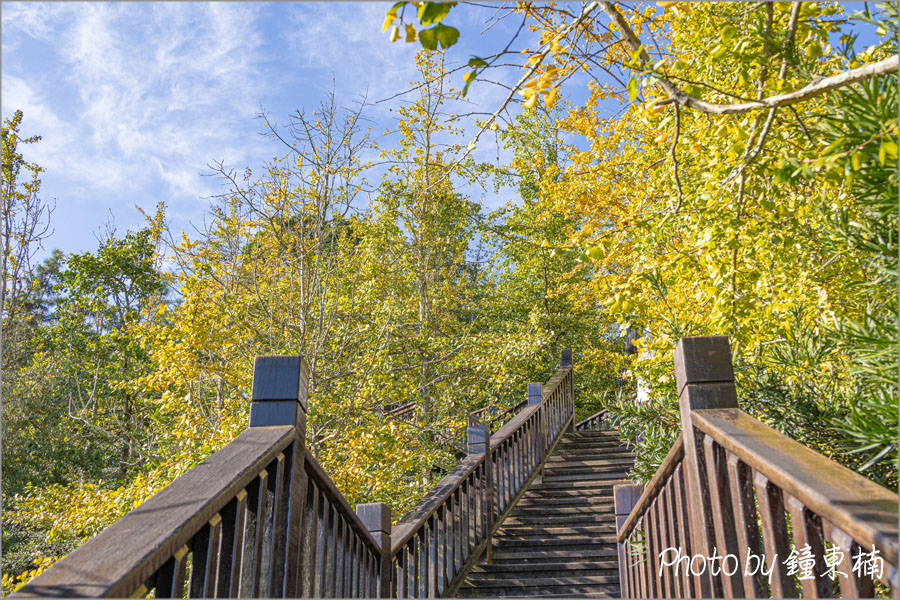 【南投銀杏森林】上山去!美拍秋天最夢幻的銀杏步道!南投一日遊「杉林溪銀杏湖&大崙山銀杏森林步道(武岫農圃)」|杉林溪森林遊樂園|南投銀杏谷|南投一日遊|南投旅遊景點 - 第1張圖 杉林溪銀杏