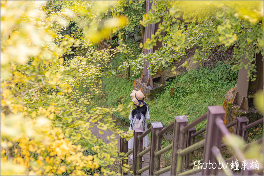 【南投銀杏森林】上山去!美拍秋天最夢幻的銀杏步道!南投一日遊「杉林溪銀杏湖&大崙山銀杏森林步道(武岫農圃)」|杉林溪森林遊樂園|南投銀杏谷|南投一日遊|南投旅遊景點 - 第2張圖 杉林溪銀杏