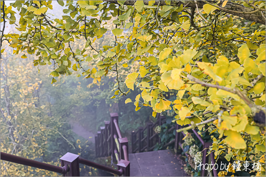 【南投銀杏森林】上山去!美拍秋天最夢幻的銀杏步道!南投一日遊「杉林溪銀杏湖&大崙山銀杏森林步道(武岫農圃)」|杉林溪森林遊樂園|南投銀杏谷|南投一日遊|南投旅遊景點 - 第3張圖 杉林溪銀杏