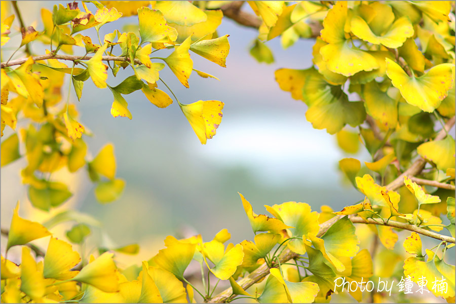 【南投銀杏森林】上山去!美拍秋天最夢幻的銀杏步道!南投一日遊「杉林溪銀杏湖&大崙山銀杏森林步道(武岫農圃)」|杉林溪森林遊樂園|南投銀杏谷|南投一日遊|南投旅遊景點 - 第4張圖 杉林溪銀杏