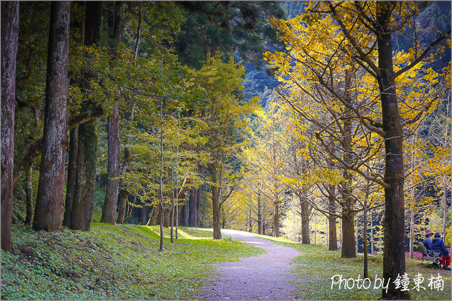 【南投銀杏森林】上山去!美拍秋天最夢幻的銀杏步道!南投一日遊「杉林溪銀杏湖&大崙山銀杏森林步道(武岫農圃)」|杉林溪森林遊樂園|南投銀杏谷|南投一日遊|南投旅遊景點 - 第5張圖 杉林溪銀杏