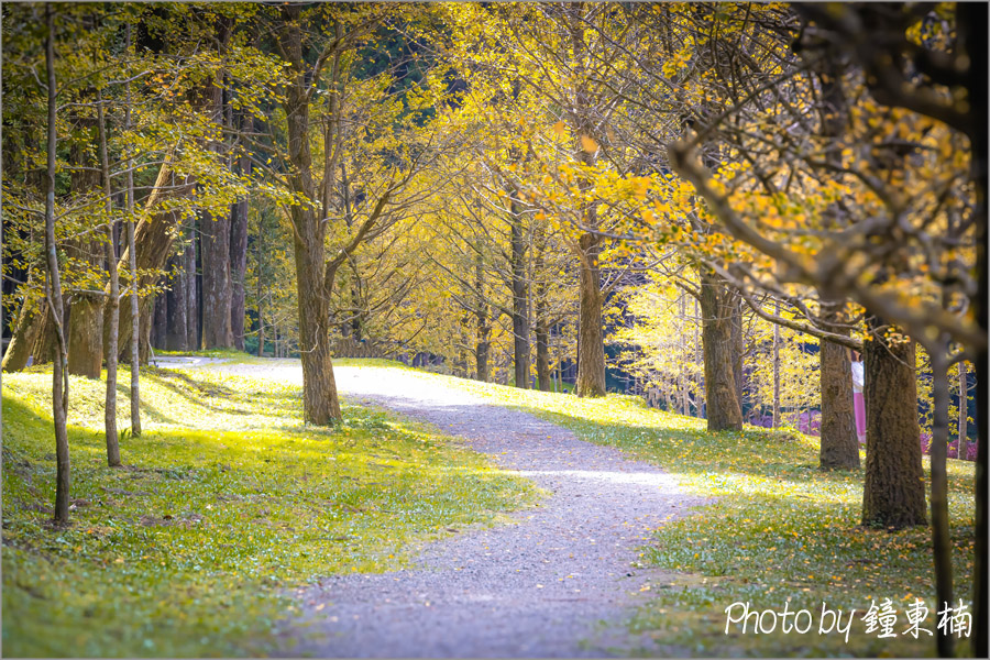 【南投銀杏森林】上山去!美拍秋天最夢幻的銀杏步道!南投一日遊「杉林溪銀杏湖&大崙山銀杏森林步道(武岫農圃)」|杉林溪森林遊樂園|南投銀杏谷|南投一日遊|南投旅遊景點 - 第6張圖 杉林溪銀杏