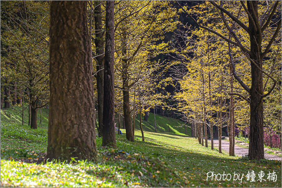 杉林溪銀杏