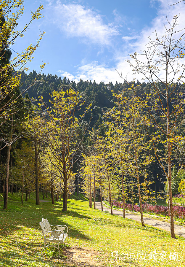 【南投銀杏森林】上山去!美拍秋天最夢幻的銀杏步道!南投一日遊「杉林溪銀杏湖&大崙山銀杏森林步道(武岫農圃)」|杉林溪森林遊樂園|南投銀杏谷|南投一日遊|南投旅遊景點 - 第8張圖 杉林溪銀杏