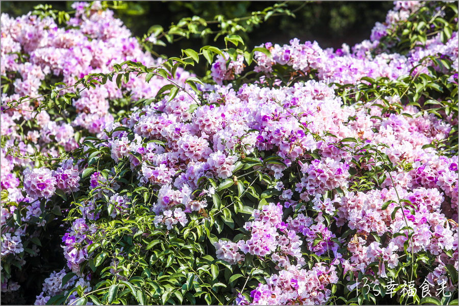 【新北蒜香藤】假日快來拍~蒜香藤瀑布花團超吸睛!新北泰山「楓樹河濱公園蒜香藤花季」現正燦開中|泰山蒜香藤|新北賞花|新北旅遊景點 - 第1張圖 楓樹河濱公園