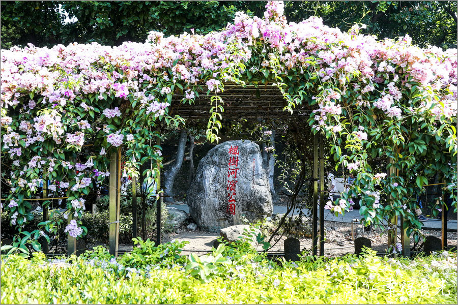 【新北蒜香藤】假日快來拍~蒜香藤瀑布花團超吸睛!新北泰山「楓樹河濱公園蒜香藤花季」現正燦開中|泰山蒜香藤|新北賞花|新北旅遊景點 - 第5張圖 楓樹河濱公園
