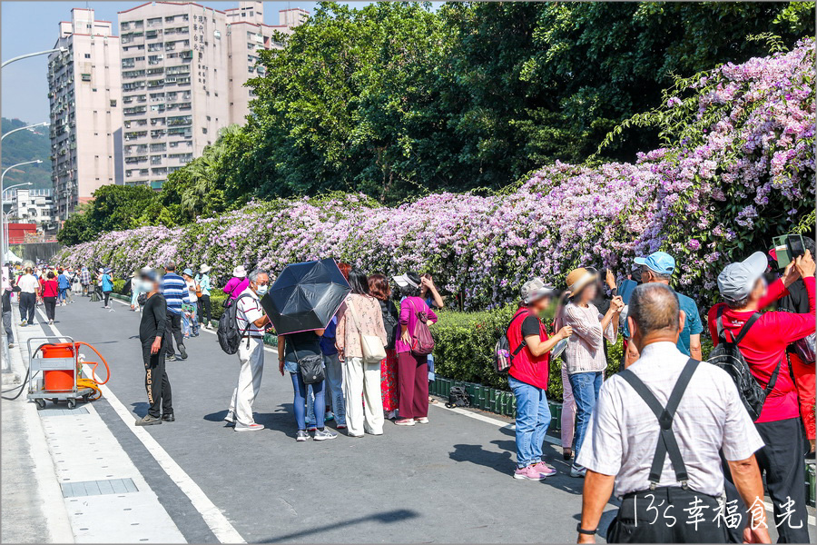 【新北蒜香藤】假日快來拍~蒜香藤瀑布花團超吸睛!新北泰山「楓樹河濱公園蒜香藤花季」現正燦開中|泰山蒜香藤|新北賞花|新北旅遊景點 - 第6張圖 楓樹河濱公園