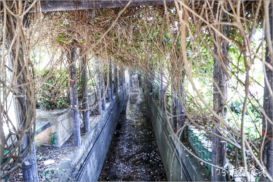 【新北蒜香藤】假日快來拍~蒜香藤瀑布花團超吸睛!新北泰山「楓樹河濱公園蒜香藤花季」現正燦開中|泰山蒜香藤|新北賞花|新北旅遊景點 - 第8張圖