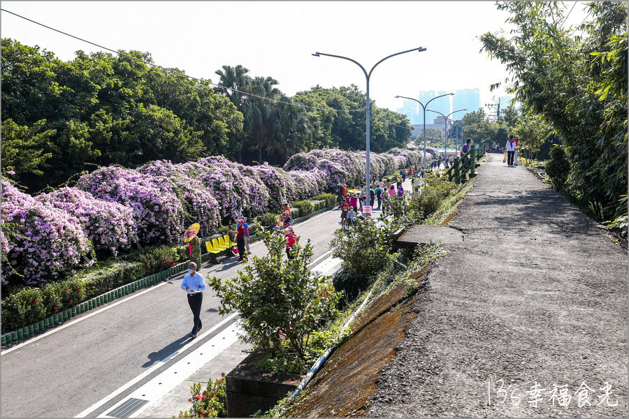 【新北蒜香藤】假日快來拍~蒜香藤瀑布花團超吸睛!新北泰山「楓樹河濱公園蒜香藤花季」現正燦開中|泰山蒜香藤|新北賞花|新北旅遊景點 - 第9張圖