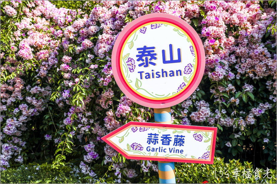 【新北蒜香藤】假日快來拍~蒜香藤瀑布花團超吸睛!新北泰山「楓樹河濱公園蒜香藤花季」現正燦開中|泰山蒜香藤|新北賞花|新北旅遊景點 - 第15張圖 楓樹河濱公園