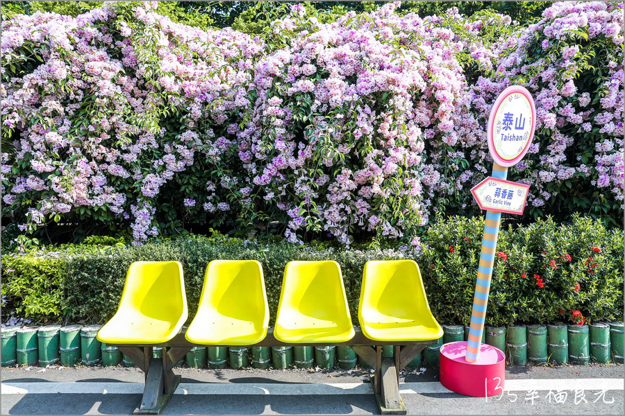 【新北蒜香藤】假日快來拍~蒜香藤瀑布花團超吸睛!新北泰山「楓樹河濱公園蒜香藤花季」現正燦開中|泰山蒜香藤|新北賞花|新北旅遊景點 - 第16張圖