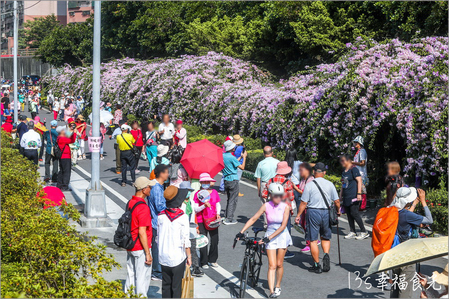 【新北蒜香藤】假日快來拍~蒜香藤瀑布花團超吸睛!新北泰山「楓樹河濱公園蒜香藤花季」現正燦開中|泰山蒜香藤|新北賞花|新北旅遊景點 - 第13張圖 楓樹河濱公園