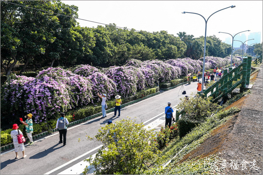 【新北蒜香藤】假日快來拍~蒜香藤瀑布花團超吸睛!新北泰山「楓樹河濱公園蒜香藤花季」現正燦開中|泰山蒜香藤|新北賞花|新北旅遊景點 - 第18張圖 楓樹河濱公園