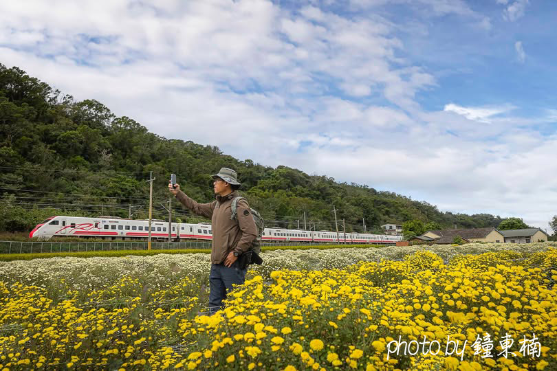 【銅鑼杭菊景點】不可錯過的超人氣杭菊普悠瑪!苗栗銅鑼「銅鑼杭菊生活節」邱家古厝南側鐵道拍點|杭菊火車|花現銅鑼|銅鑼杭菊花季|苗栗銅鑼一日遊 - 第4張圖 2025銅鑼杭菊花況