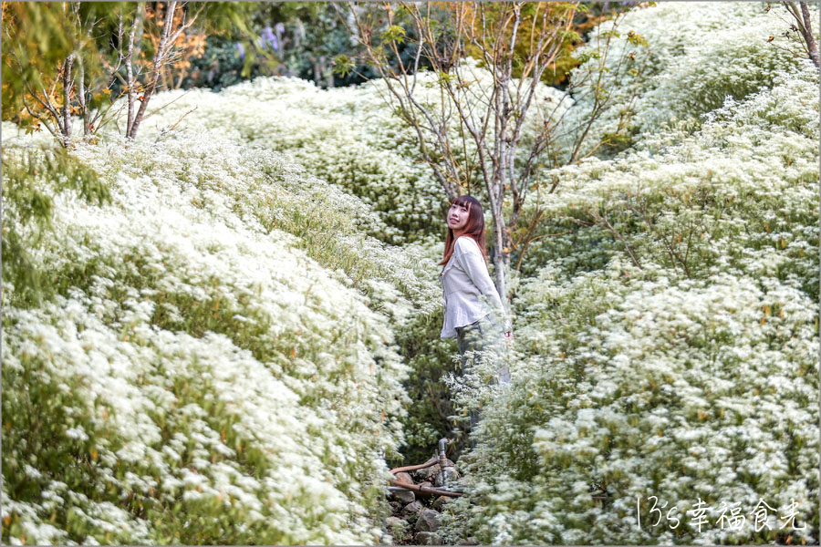 【台中新社一日遊】新社白雪木盛開~普羅旺斯庭園餐廳也有夢幻的聖誕初雪&浪漫落羽松景緻|新社餐廳推薦|新社景點 - 第1張圖 普羅旺斯庭園餐廳白雪木