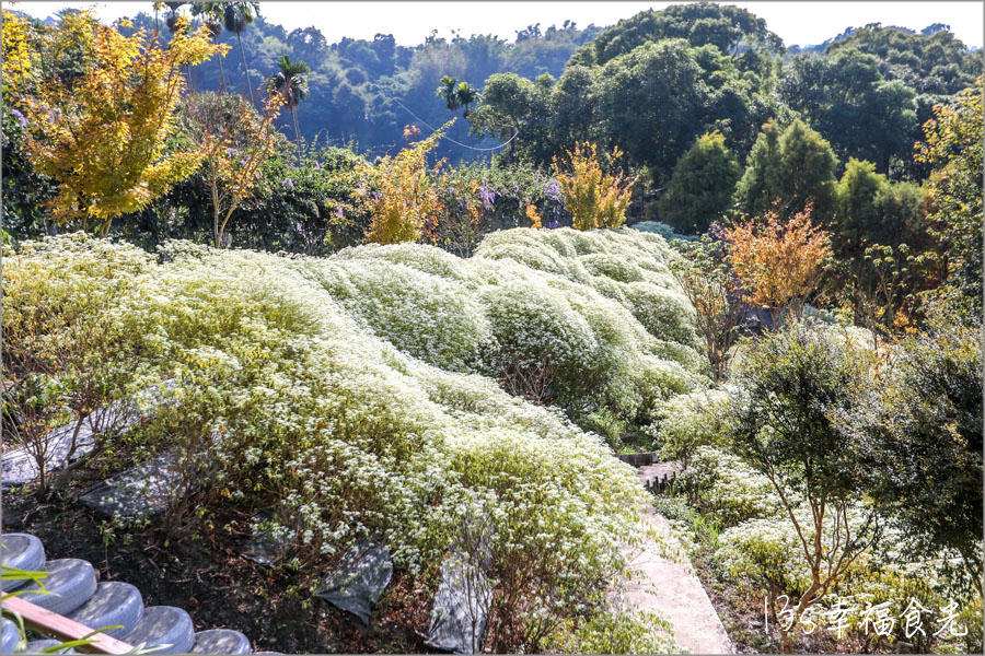 【台中新社一日遊】新社白雪木盛開~普羅旺斯庭園餐廳也有夢幻的聖誕初雪&浪漫落羽松景緻|新社餐廳推薦|新社景點 - 第19張圖 普羅旺斯庭園餐廳白雪木