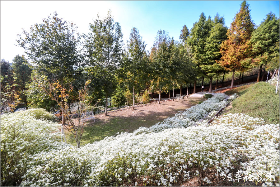 【台中新社一日遊】新社白雪木盛開~普羅旺斯庭園餐廳也有夢幻的聖誕初雪&浪漫落羽松景緻|新社餐廳推薦|新社景點 - 第20張圖 普羅旺斯庭園餐廳白雪木