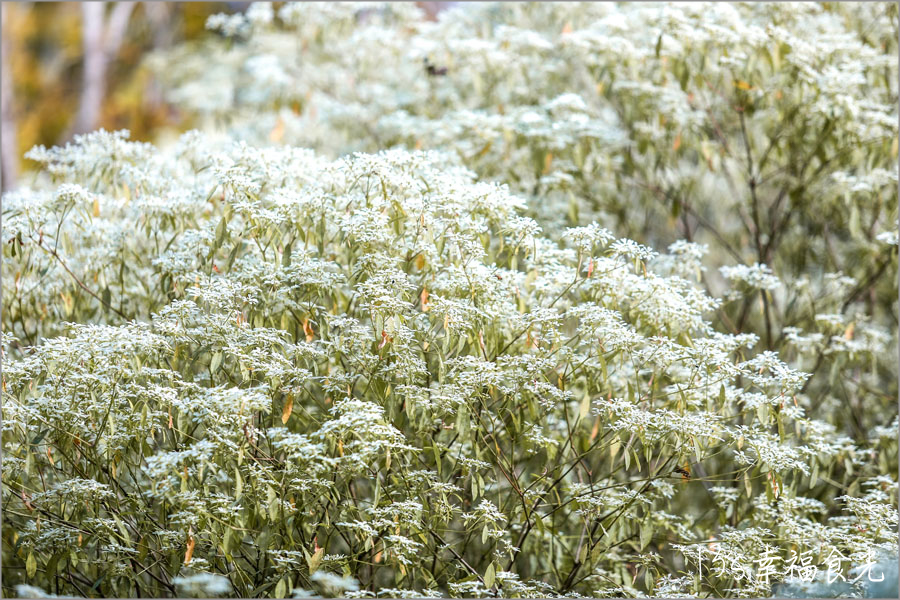 【台中新社一日遊】新社白雪木盛開～普羅旺斯庭園餐廳也有夢幻的聖誕初雪＆浪漫落羽松景緻｜新社餐廳推薦｜新社景點