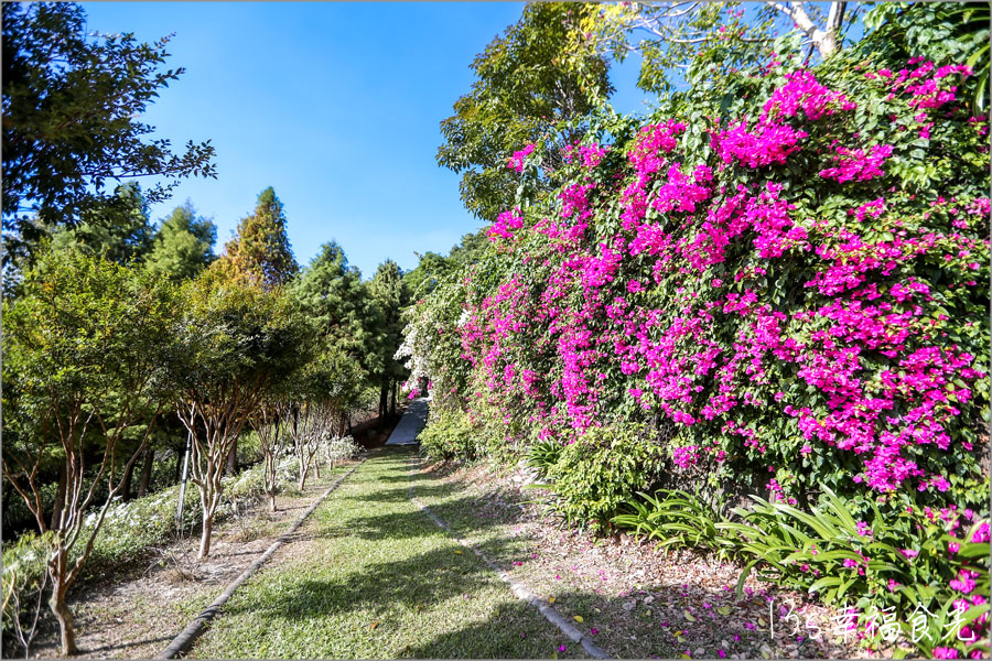【台中新社一日遊】新社白雪木盛開~普羅旺斯庭園餐廳也有夢幻的聖誕初雪&浪漫落羽松景緻|新社餐廳推薦|新社景點 - 第22張圖 【台中新社一日遊】新社白雪木盛開~普羅旺斯庭園餐廳也有夢幻的聖誕初雪&浪漫落羽松景緻|新社餐廳推薦|新社景點