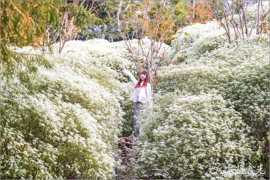 【台中新社一日遊】新社白雪木盛開~普羅旺斯庭園餐廳也有夢幻的聖誕初雪&浪漫落羽松景緻|新社餐廳推薦|新社景點 - 第23張圖 【台中新社一日遊】新社白雪木盛開~普羅旺斯庭園餐廳也有夢幻的聖誕初雪&浪漫落羽松景緻|新社餐廳推薦|新社景點