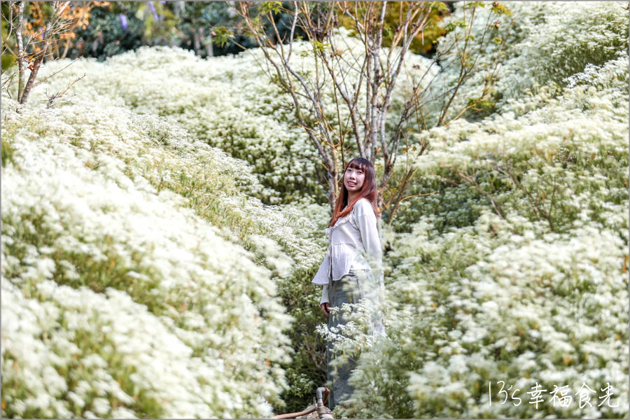 【台中新社一日遊】新社白雪木盛開~普羅旺斯庭園餐廳也有夢幻的聖誕初雪&浪漫落羽松景緻|新社餐廳推薦|新社景點 - 第24張圖 普羅旺斯庭園餐廳白雪木