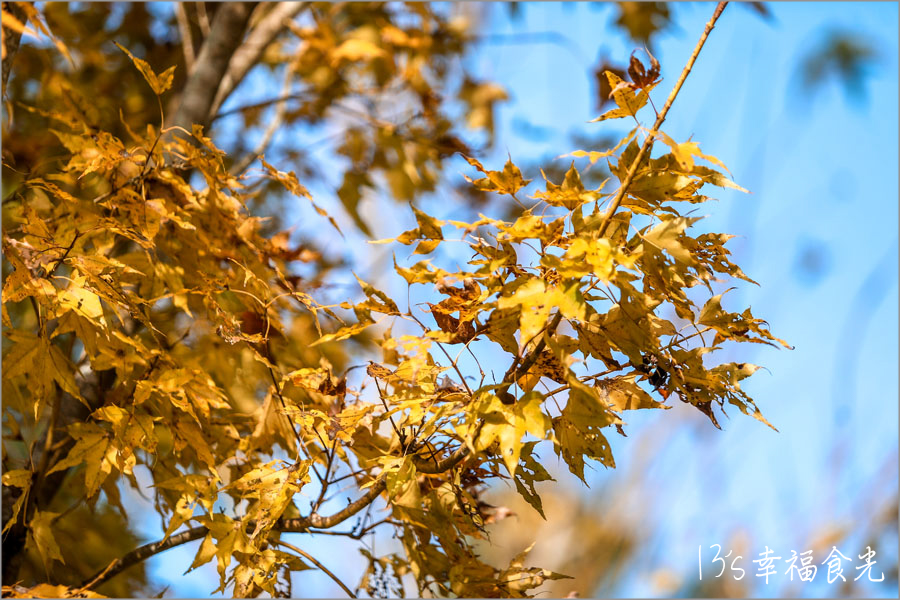【台中新社一日遊】新社白雪木盛開~普羅旺斯庭園餐廳也有夢幻的聖誕初雪&浪漫落羽松景緻|新社餐廳推薦|新社景點 - 第31張圖 【台中新社一日遊】新社白雪木盛開~普羅旺斯庭園餐廳也有夢幻的聖誕初雪&浪漫落羽松景緻|新社餐廳推薦|新社景點