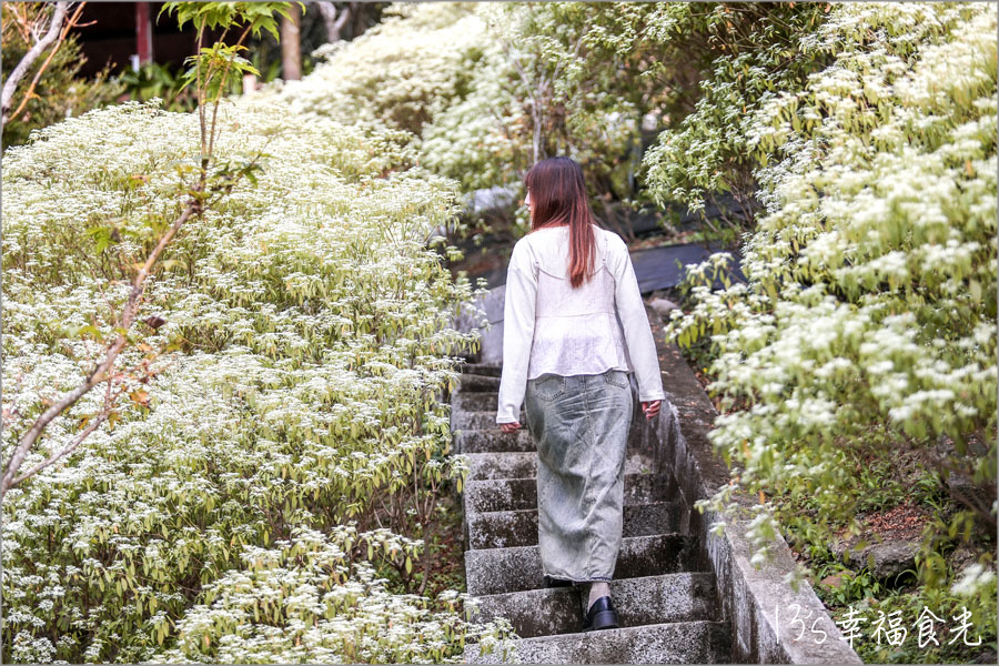 【台中新社一日遊】新社白雪木盛開~普羅旺斯庭園餐廳也有夢幻的聖誕初雪&浪漫落羽松景緻|新社餐廳推薦|新社景點 - 第32張圖 【台中新社一日遊】新社白雪木盛開~普羅旺斯庭園餐廳也有夢幻的聖誕初雪&浪漫落羽松景緻|新社餐廳推薦|新社景點